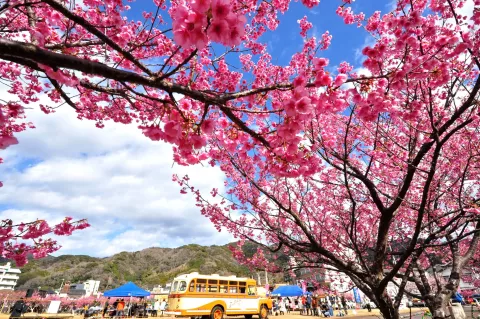 新タワーも登場！西伊豆に日本一早い桜便り！1月18日「土肥桜まつり」スタート