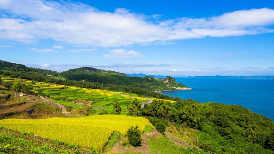 豊島 棚田