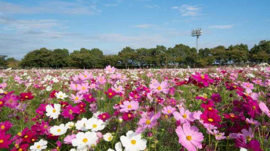 spot-sa-kuwana-key.jpg