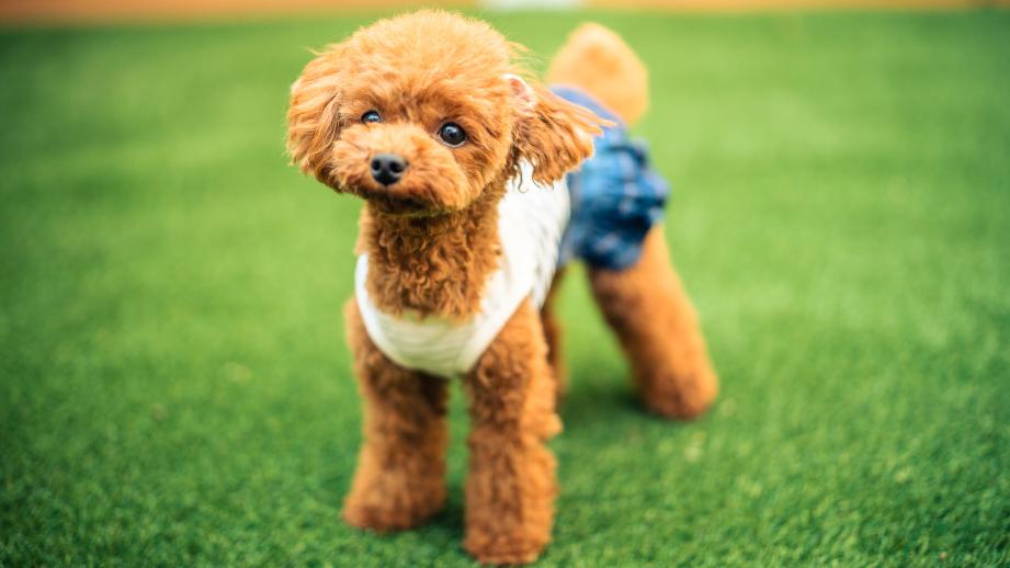 ドッグファーストの設備やサービスを取りそろえた愛犬宿「DANQOO ダンクー」
