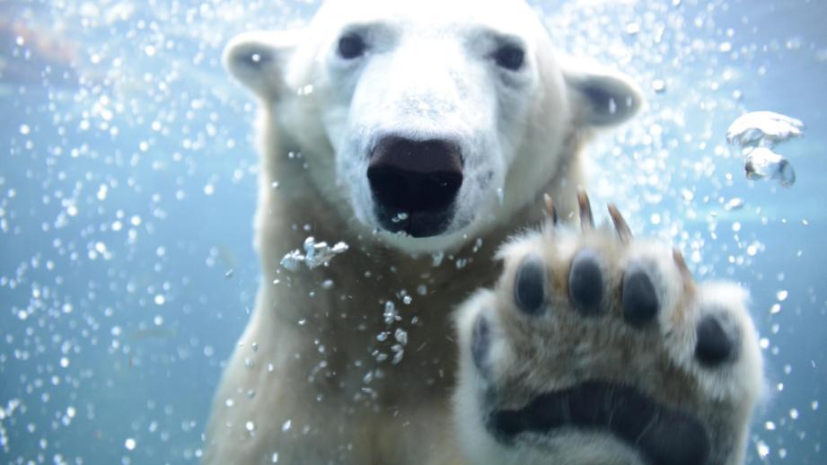 四季を通して見どころがいっぱい！札幌市円山動物園の楽しみ方ガイド