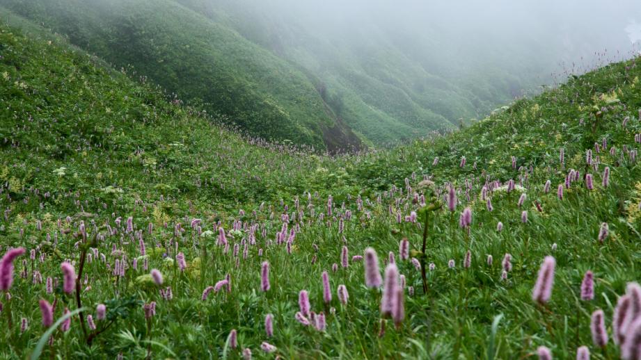 礼文島