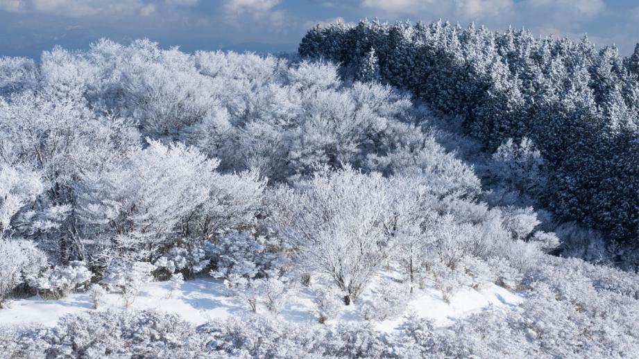 葛城山の霧氷