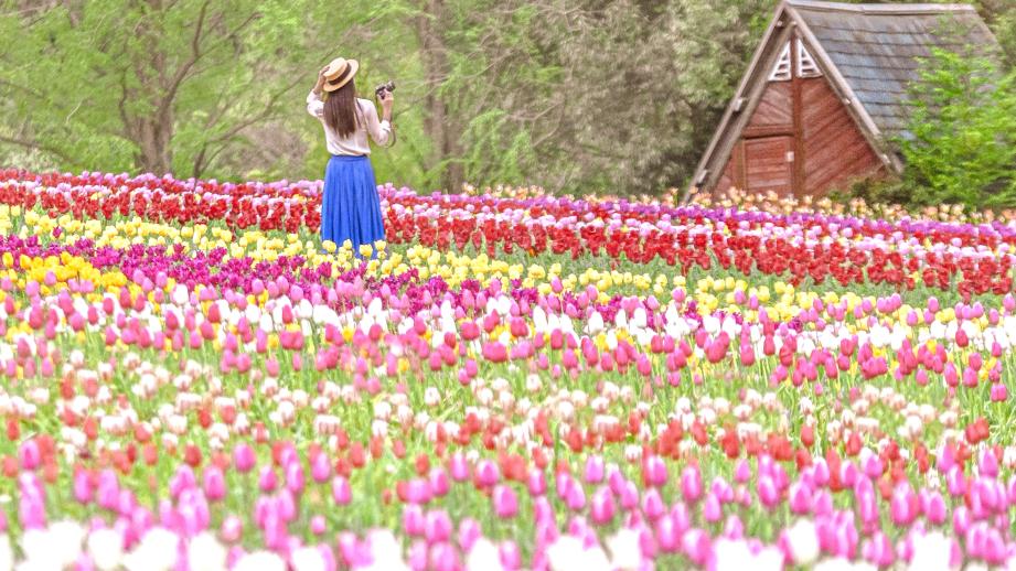 広島「世羅高原農場」で4月6日より「チューリップ祭」スタート
