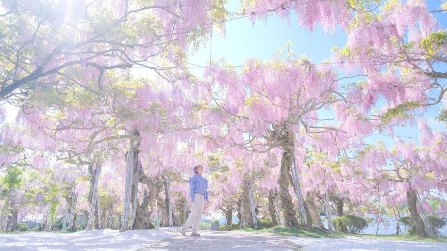 毎年人気のフォトスポット「藤枯山水」