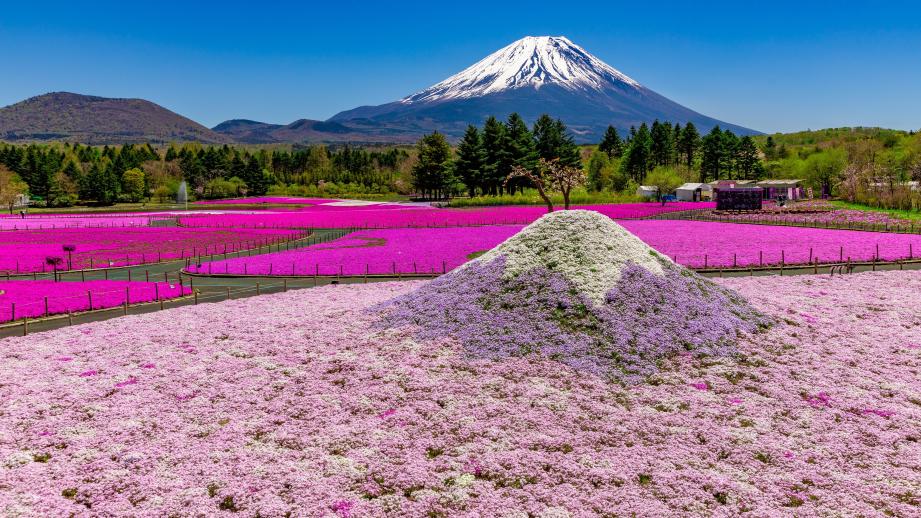 SNSで人気！「富士本栖湖リゾート」で関東最大級50万株の「富士芝桜まつり」が開幕