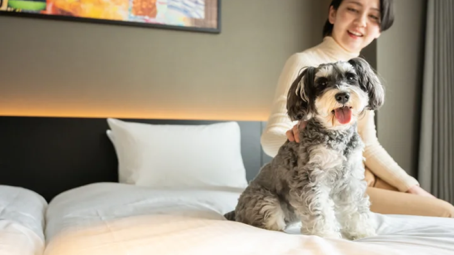 hotel anddoggy京都二条