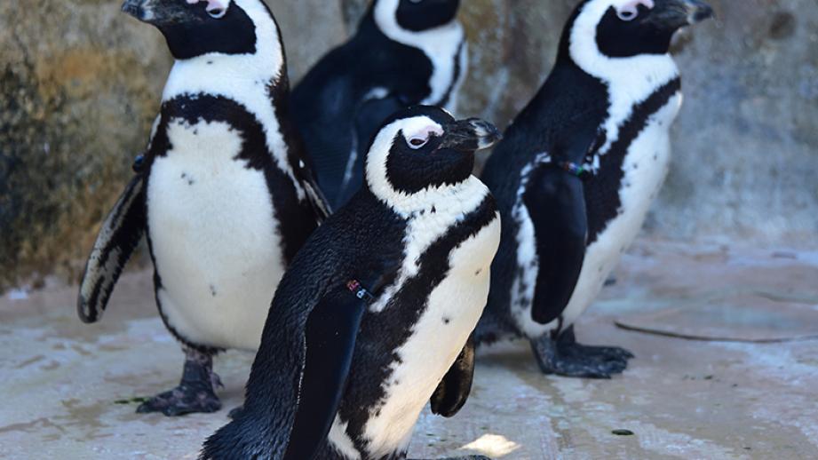 「アドベンチャーワールド」ペンギンパレード