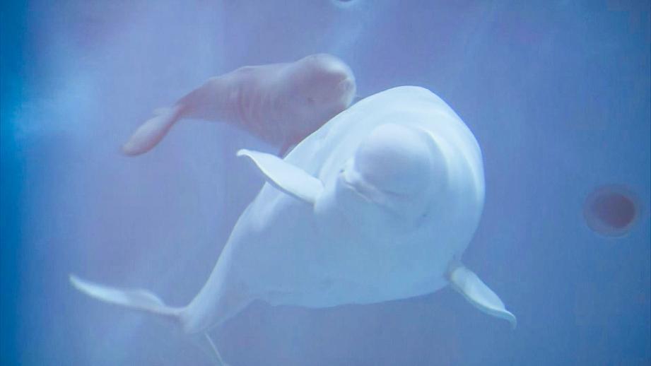 島根県浜田市の水族館にシロイルカの赤ちゃん誕生！親子で寄り添って泳ぐ可愛い姿に癒される♪