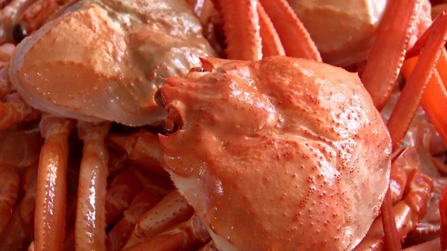 水揚げ直後のカニ 60 分食べ放題！国内外から観光客が殺到する漁港そば【新湊かに小屋】