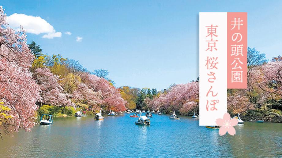 ボートに乗りながらお花見♪「井の頭公園」の桜とスタイルあるカフェめぐり～東京桜さんぽ～