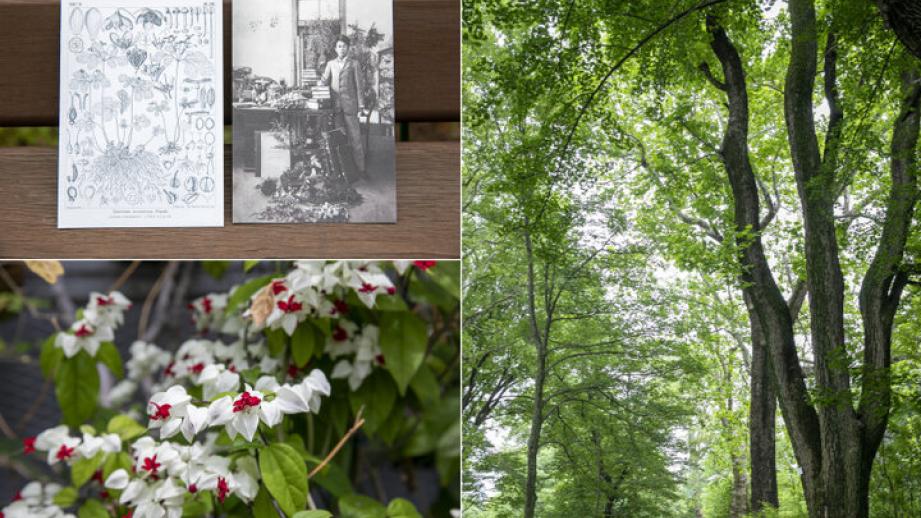 朝ドラにも登場♪ 季節ごとにらんまんの花や木々に出会える「小石川植物園」へ