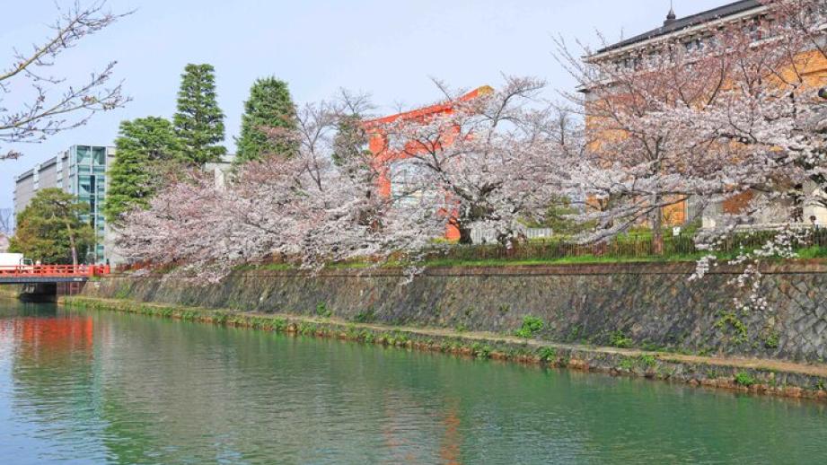 京都・岡崎の桜さんぽで、春色に染まる水辺の風景とアートを満喫♪