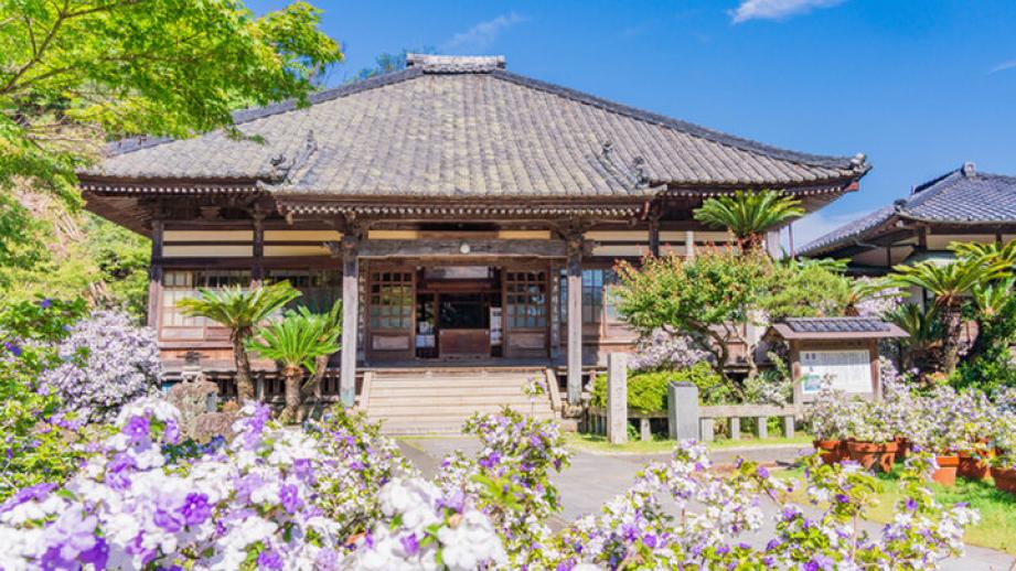 下田・了仙寺のアメリカジャスミンの香りに癒されて♪下田ロープウェイで行く寝姿山で縁結び祈願も