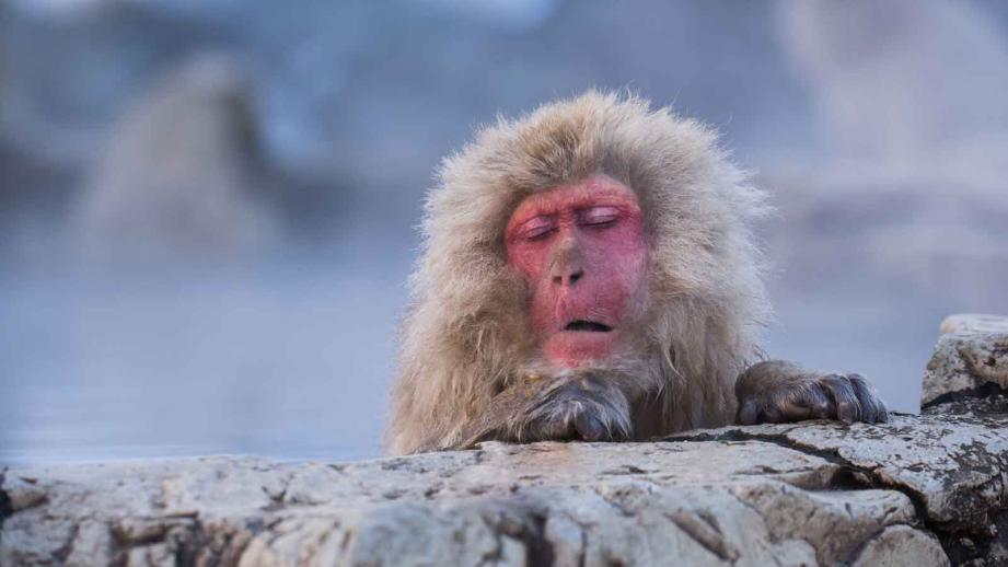 温泉に入るサルに会える「地獄谷野猿公苑」事前知識で10倍楽しもう！