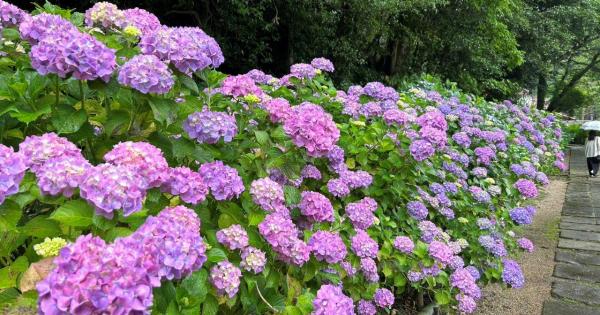 【2023開花状況】アジサイ寺とも呼ばれる月照寺。色とりどりのアジサイが見頃を迎えます｜松江市