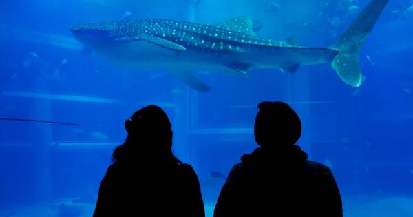 【2023年版】関西のおすすめ水族館13選！