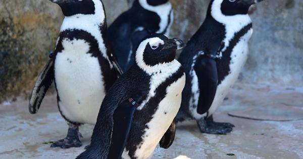 「アドベンチャーワールド」ペンギンパレード