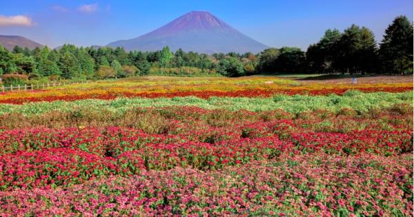 「虹の花まつり」2023年開催の様子