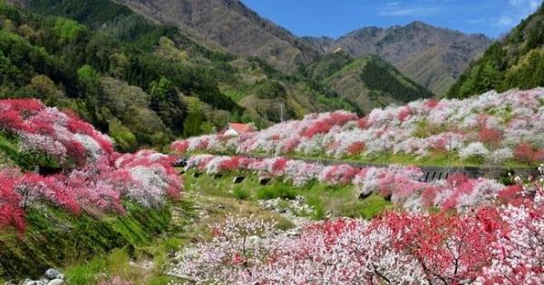 長野県阿智村「花桃まつり」