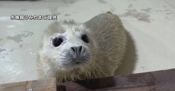 癒されること間違いなし！大分県内で動物の赤ちゃん続々誕生