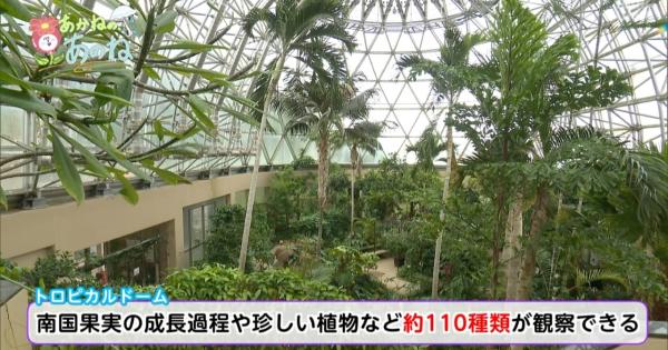 雨の日も満喫！南国気分のお出かけスポット（宮崎県 日南市）