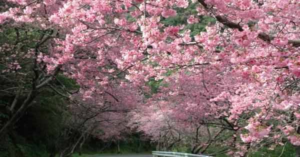 画像提供 一般社団法人本部町観光協会「八重岳の桜」
