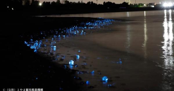 息をのむ美しさの光る海×ほたるいかグルメ【滑川ほたるいか海上観光】4～5 月上旬だけの絶景！