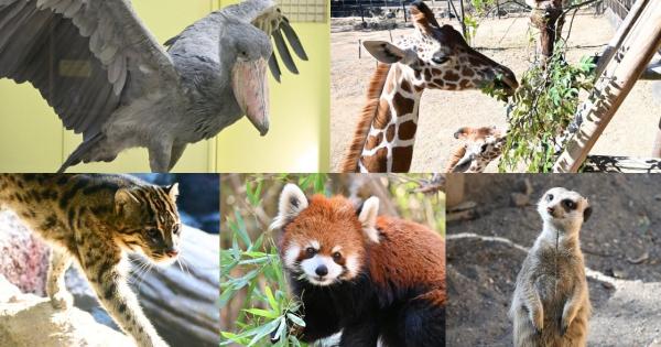 来園者数 600 万人突破！動物たちの自然な姿を観察できる大人気観光スポット「高知県立のいち動物公園」