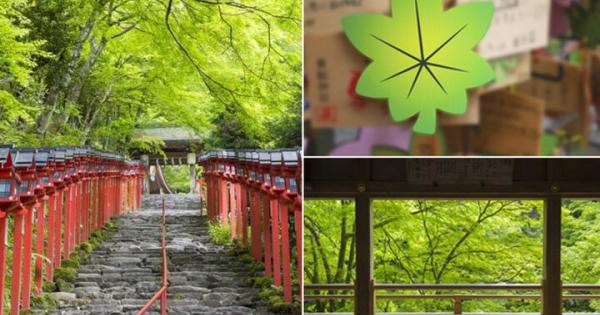 京都の奥座敷にたたずむ貴船神社で、目にも涼やかな青もみじを満喫♪