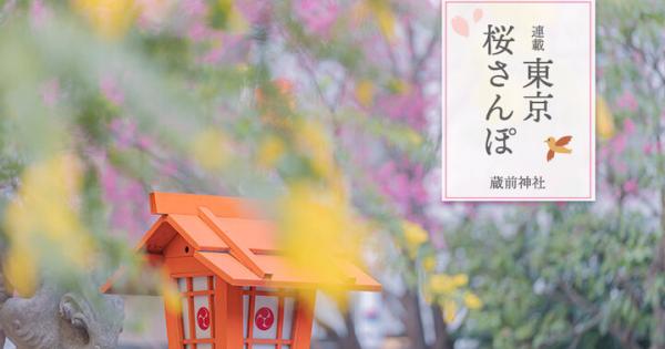 早咲き桜とミモザが咲き誇る「蔵前神社」と、ものづくりのまち・蔵前めぐり ～東京 桜さんぽ～