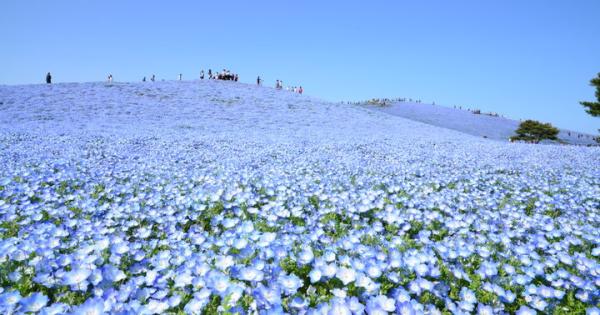 爽やかなブルーのネモフィラに包まれて♪「国営ひたち海浜公園」で楽しむ春の花さんぽ