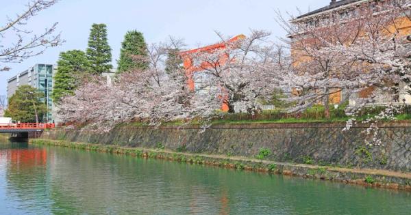 京都・岡崎の桜さんぽで、春色に染まる水辺の風景とアートを満喫♪