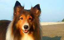 伊勢二見 愛犬と泊まれる旅館 まつしん