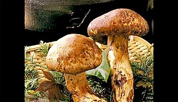 火の谷温泉 美杉リゾート