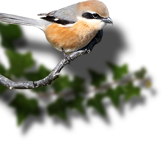 bird