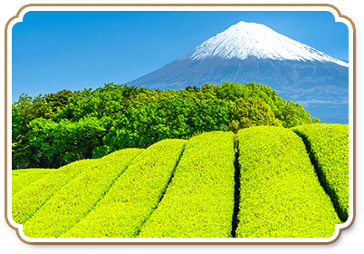 静岡茶