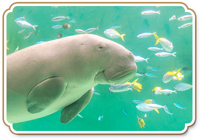 鳥羽水族館
